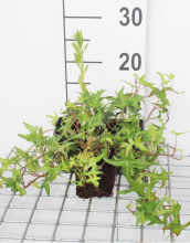 Planten Hedera helix 'Sagittifolia'   pot 9x9 cm