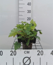 Planten x Heucherella alba 'Bridget Bloom'   pot 9x9 cm  