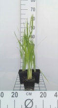 Planten Iris sibirica   pot 9x9 cm  