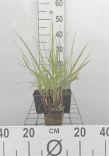Planten Panicum virgatum 'Rehbraun'   pot 9x9 cm