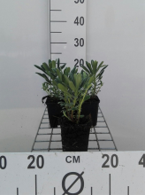 Planten Euphorbia characias   pot 9x9 cm  