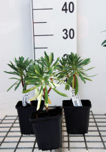 Planten Euphorbia characias subsp. Wulfenii   pot 9x9 cm  