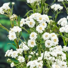 Planten Achillea ptarmica   Biopot diameter 7 cm