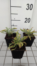 Planten Achillea 'Taygetea'   pot 9x9 cm