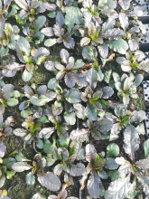 Planten Ajuga reptans 'Purple Torch'   pot 9x9 cm  