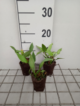 Planten Alisma plantago aquatica   Biopot diameter 7 cm