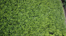 Planten Amsonia orientalis   pot 9x9 cm