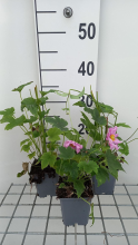 Planten Anemone x hybrida 'Margarete'   pot 9x9 cm