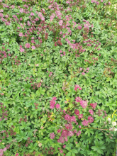 Planten Astrantia major 'Ruby Star'   pot 9x9 cm