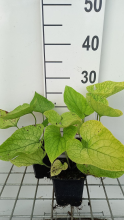Planten Brunnera macrophylla 'Diana's Gold'   pot 9x9 cm