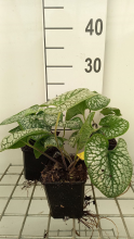 Planten Brunnera macrophylla 'Sea Heart'   pot 9x9 cm  