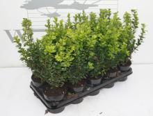 Planten Buxus sempervirens   pot   20 25 cm  