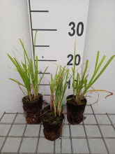 Planten Carex acutiformis   Biopot diameter 7 cm  