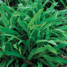 Planten Carex plantaginea   pot 9x9 cm