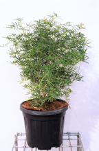 Planten Choisya ternata 'Londaz' (White Dazzler)   pot 15L   50 60 cm