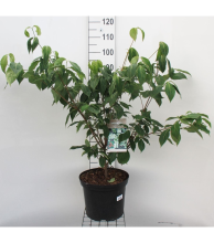 Planten Cornus kousa 'China Girl'   pot 12L   100 125 cm