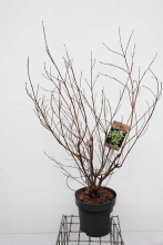 Planten Cornus kousa var. Chinensis   pot 12L   100 125 cm