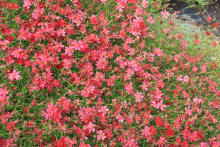Planten Coreopsis 'Limerock Ruby'   pot 9x9 cm