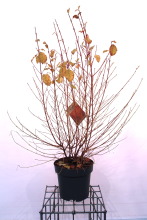 Planten Cornus sanguinea 'Midwinter Fire'   pot 35L   125 150 cm