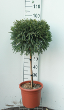 Planten Cryptomeria japonica 'Globosa Nana'   pot 9L   geënt op stam