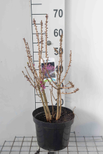 Planten Daphne mezereum 'Rubra'   pot   40 50 cm