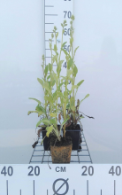Planten Digitalis purpurea 'Apricot Beauty'   pot 9x9 cm  
