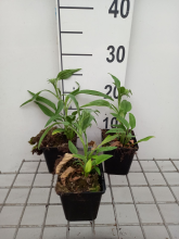 Planten Echinacea 'APECSSIWH' (Sunseekers White)   pot 9x9 cm
