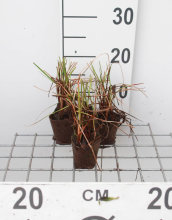 Planten Eriophorum angustifolium   Biopot diameter 7 cm