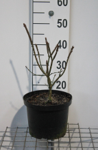 Planten Euonymus alatus 'Compactus'   pot 5L   40 50 cm  