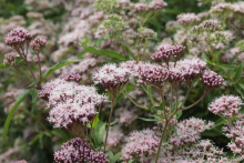 Planten Eupatorium cannabinum   Biopot diameter 7 cm