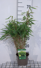 Planten Fargesia 'Rufa'   pot 2L   40 50 cm