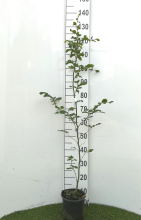 Planten Fagus sylvatica   pot   100 125 cm  