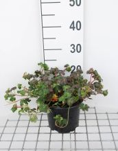 Planten Geranium x cantabrigiense 'St Ola'   pot 2L  