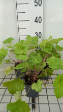 Planten Heuchera 'Electric Lime'   pot 9x9 cm