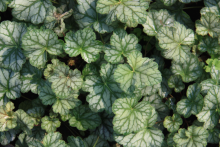 Planten Heuchera 'Mint Frost'   pot 9x9 cm