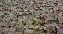 Planten Heuchera 'Pinot Gris'   pot 9x9 cm
