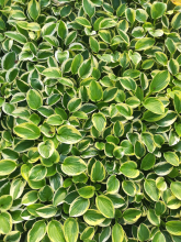 Planten Hosta 'Brim Cup'   pot 9x9 cm
