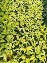 Planten Hosta 'Fire Island'   pot 9x9 cm