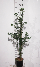 Planten Ilex aquifolium   pot   80 100 cm