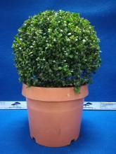 Planten Ilex crenata 'Convexa'   pot   bolvorm diameter 40+ cm