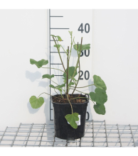 Planten Lavatera 'Barnsley'   pot   25 30 cm