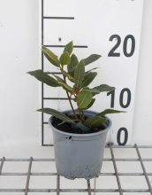 Planten Laurus nobilis   Laurier   pot diameter 10,5 cm  