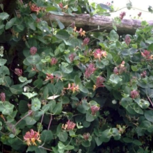 Planten Lonicera x heckrottii 'Goldflame'   pot 10L