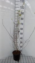 Planten Lonicera xylosteum   pot 2L   40 60 cm