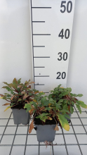 Planten Lysimachia atropurpurea   pot 9x9 cm  