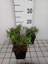 Planten Lythrum salicaria 'Lady Sackville'   pot 9x9 cm  