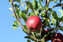 Planten Malus domestica 'Melrose'   pot   voorgeleide struik in waaiervorm met dubbele u