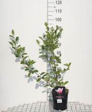 Planten Magnolia x soulangeana   pot   50 60 cm