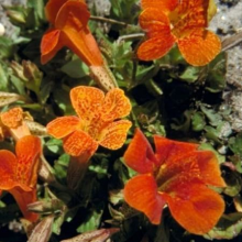 Planten Mimulus 'Orange Glow'   pot 9x9 cm  