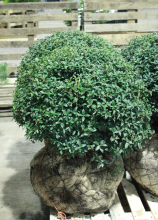 Planten Osmanthus x burkwoodii   pot   bolvorm diameter 80+ cm